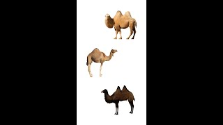 🐪 Types Of Camels 🐫  3 Species Of Camels  Learn Types Of Camels In English [upl. by Lekcar]