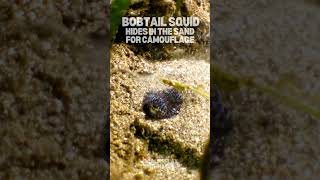 Bobtail Squid Hides in Sand with Tentacles [upl. by Annauj]