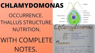 CHLAMYDOMONAS ALGAEFeatures bsc botany [upl. by Reivaxe]