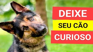 Som para Deixar Qualquer Cachorro Curioso TESTADO [upl. by Michel]