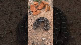 Rattle Snake 😱 sciencefacts facts shorts [upl. by Nnybor]