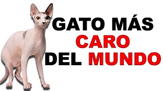 Gato Egipcio El GATO DOMESTICO más CARO del MUNDO 💰  Animales salvajes [upl. by Otrebmal919]