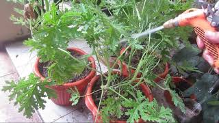 How to repot your plants [upl. by Belford]