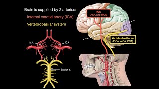 Blood supply to the brain [upl. by Akilat]