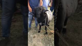 Big Sheep at Eidgah Kashmir₹110lakh eidqurban [upl. by Semreh]