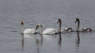 Whooper Swans [upl. by Ahsertal936]