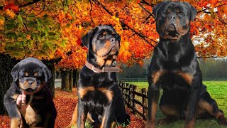 Watch Our Rottweiler Puppy Grow  Day 1 To 16 Months Old [upl. by Gwenore]