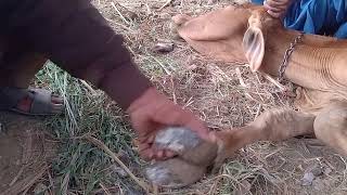 Master Cow Hoof Trimming Essential Tips for Farmers [upl. by Naerda]