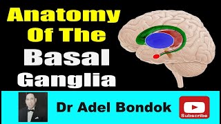 Anatomy of the Basal Ganglia Dr Adel Bondok [upl. by Daney]