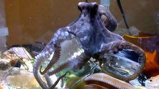 Pet Octopus Opens Jar [upl. by Acimat]