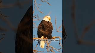 Bald eagles 🦅 [upl. by Ynnek765]