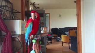 Greenwing Macaw Parrot Max saying Hello Peekaboo [upl. by Alicec13]