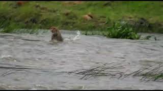 Cheetahs deathdefying river crossing Will he make it out alive [upl. by Magen]