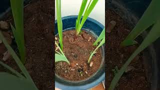 Update of gladiolus bulbs after 3 months started blooming FJ Cosmos ✨ gladiolus [upl. by Nagrom795]