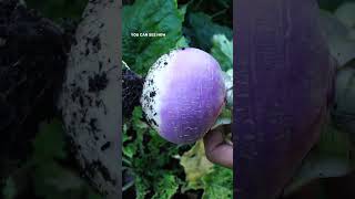 Two Turnip Varieties to Grow in Your Garden A Gardeners Guide [upl. by Atikal]