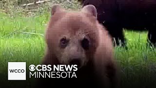 Video shows bear cub quotbeing a little punkquot in northern Minnesota [upl. by Ettebab77]