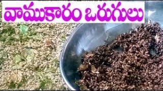 వాము కారం ఒరుగులు  Vamu Karam Vorugulu  Thymol seeds  Ajwain Carom seeds chilli borugulu [upl. by Llerat]