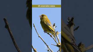 The Greenfinch  a beautiful bird in severe decline in the UK birds [upl. by Jb]