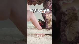 Punched By A Mantis Shrimp🦐 [upl. by Bedwell107]