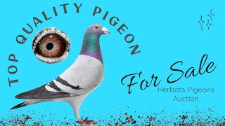 Top Quality Racing Pigeon For Sale In Herbots Pigeons Auction [upl. by Nadda]