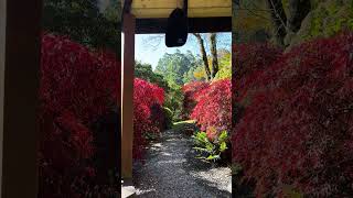 Wind chimes and Japanese maples nature peaceful soundon wurundjeri gardens airbnb [upl. by Damian335]