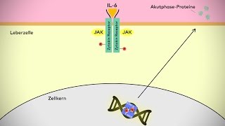 Molekulare Signalwege in der Entzündung [upl. by Andreas]