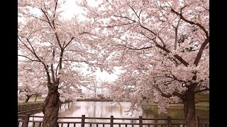 JG☆☆4K 山形 米沢城の桜 Yamagata sakura at Yonezawa Castle [upl. by Phylys]