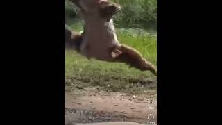 Sloth attack man 😂😂 shortsviral shortsfeed [upl. by Inilahs164]