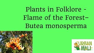 Plants in Folklore  Flame of the Forest – Butea monosperma [upl. by Atteuqram]