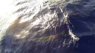 Diving below next to an Active Volcano Barren Island [upl. by Rehtul]