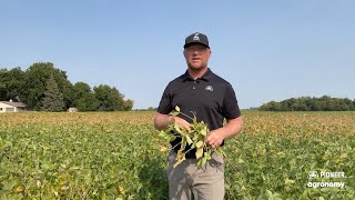 🌱🚨 Sudden Death Syndrome In Soybeans What You Need to Know 🚨🌱 [upl. by Itaws]