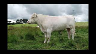 Whitebred Shorthorn Cattle  Interesting Facts [upl. by Trilley]