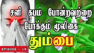 சளிகபம்ஒற்றைத் தலைவலி சைனஸ் தலைவலி போன்றவற்றை போக்கும் மூலிகை தும்பை  Leucas aspera [upl. by Christoph283]