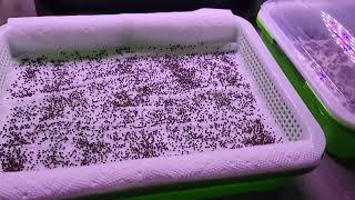 Microgreens Set it and almost forget it methodUpdated [upl. by Fleeman]