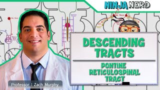 Neurology  Descending Tracts Pontine Reticulospinal Tract [upl. by Johna]