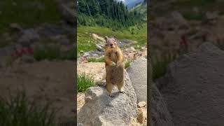 Strike a pose when youre on top of the worldchipmunk mountrainiernationalpark nature wildlife [upl. by Merat]