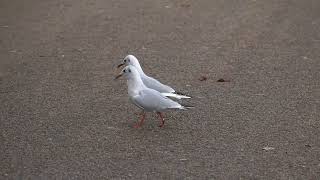 BlackHeaded Gull pairs bonding display [upl. by Vinaya]