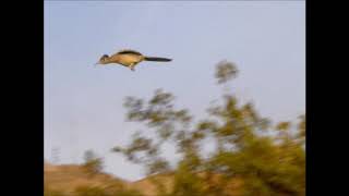 Roadrunner Inflight SloMotion Video 010521 by Hector Montes [upl. by Engedi]