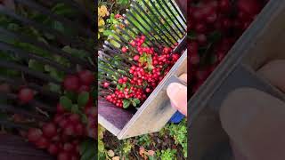 Berry picking tools harvesting blueberry berryfarm lingonberry [upl. by Pudendas]