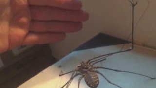 Giant Whipspider Feeding Video  DO NOT WATCH LATE AT NIGHT [upl. by Anelliw]