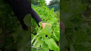 Adult disease prevention lettuce band [upl. by Fredek]