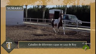 Ruta de caballos y carruajes por los viñedos de Jerez [upl. by Sarah]