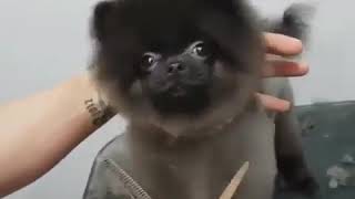 Cute😘 Pomeranian dancing while grooming [upl. by Ndnarb74]