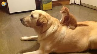 FUNNY CATS and DOGS amp other ANIMALS 🐱🐶 New Funniest Animals Videos 2024 [upl. by Reinold]