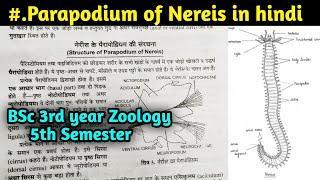 Structure of Parapodium of Nereis in hindi  BSc 3rd year Zoology 5th Semester [upl. by Nesahc]