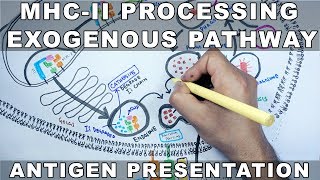 Exogenous Pathway of Antigen Presentation  MHC II Processing [upl. by Meldoh]