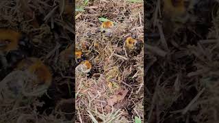 Carder bumblebees nest [upl. by Jeunesse648]