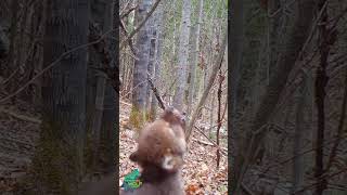 Small wolf pups first howls [upl. by Eltsirc]