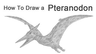 How to Draw a Pteranodon Pterodactyl [upl. by Conrado682]