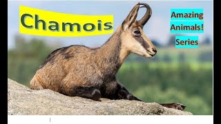 Chamois facts 🐐 is it a goat 🐐 or Antelope 🤔 can we find them in Europe [upl. by Lopes686]